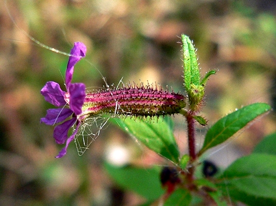 {Cuphea viscosissima}